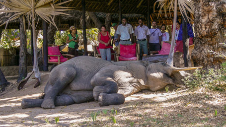 Elephant  sleeping in front of lounge   (© by Lake Manze Camp)